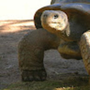 Meet your Posher, Dawn